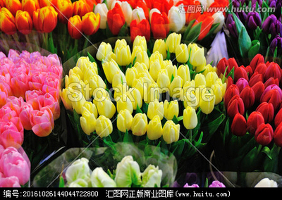彩色郁金香在花卉市场销售