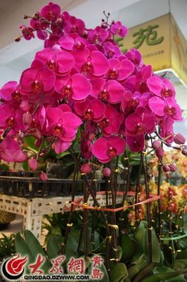 岛城花卉市场订单往年"摞成山" 今年有些蔫