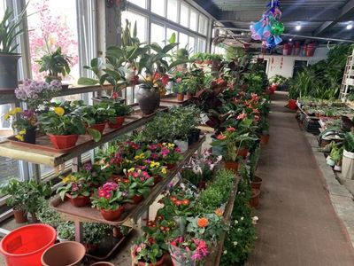 大雪刚至,青岛这里春意盎然:记者打探春节前花卉市场,绿植销售火热