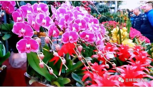 新年将至 吉林花卉市场销售火爆 花卉娇艳受宠热卖