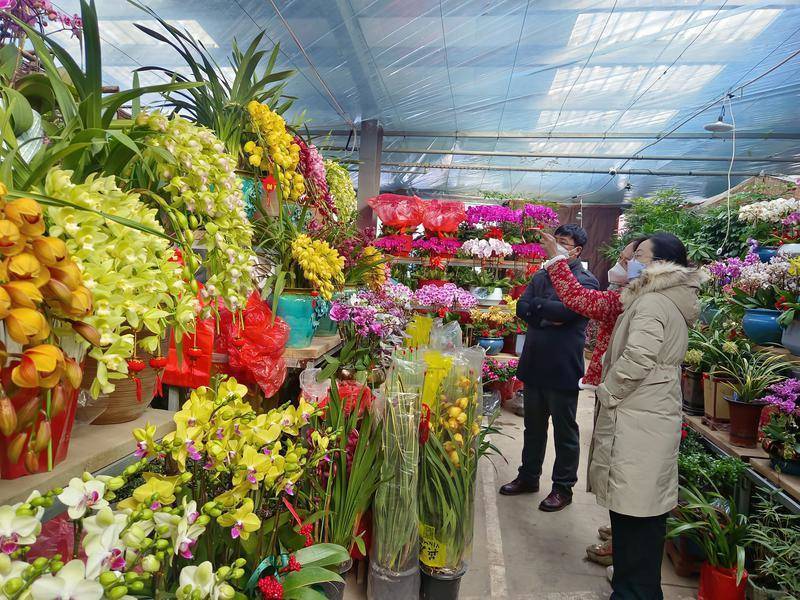 新春走基层|YMG全媒体记者走进烟台东方文化市场国际花卉苑全程直击--“精而美”有创意年宵花销售渐旺